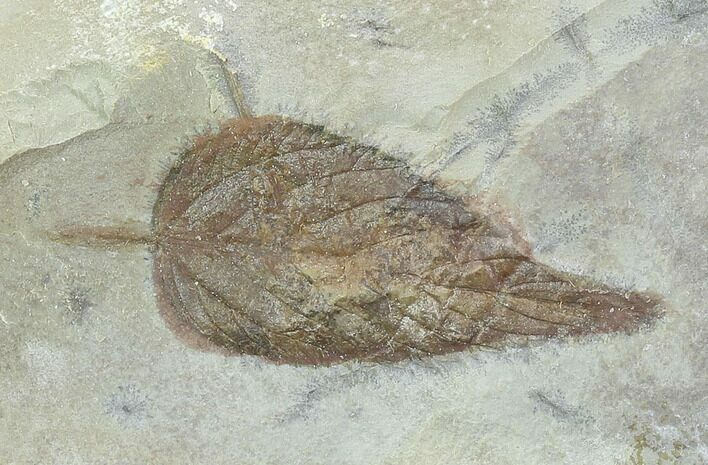 Detailed Fossil Hackberry Leaf - Montana #86693